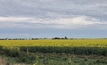  Researchers are looking for root samples from oilseed crops.