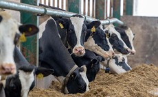 Key Worker Travel Pass available to download for dairy farms