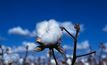 Disease strikes cotton crops