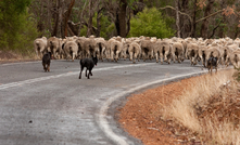 The Australian Government is seeking someone to advocate for its live sheep export phase out- a job ALEC describes as a poisoned chalice. 