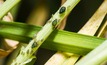Be alert to aphid activity heading into spring