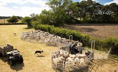 Portable sheep handling systems round-up