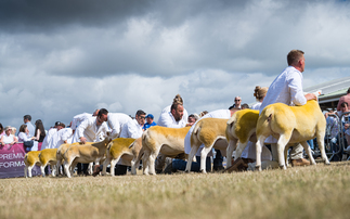 Great Yorkshire Show: Texel claims sheep inter-breed supreme