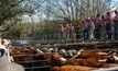 Cattle prices have hit record levels.