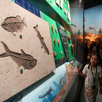 Scientists trace early animal life boom before Cambrian explosion