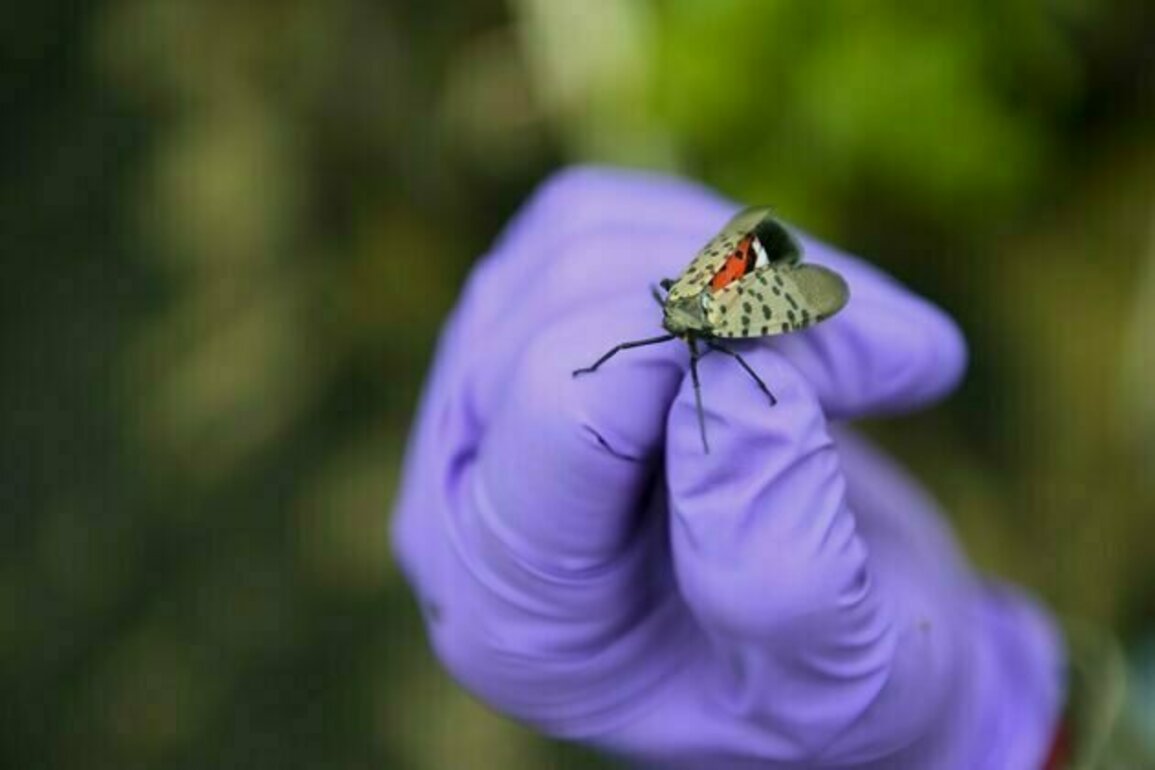 Spotted lanternflies love grapevines, and that's bad for Pennsylvania's wine industry