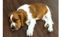 Norbord launches super-quiet flooring range
