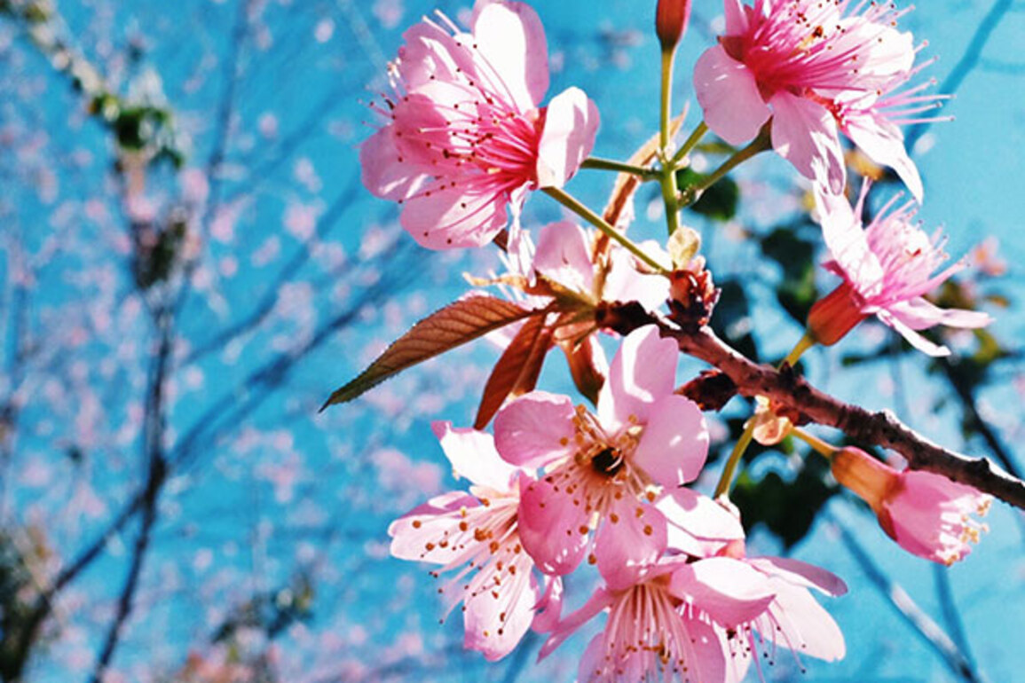 Uttarakhand to celebrate Buransh and Padam flowering festivals on lines of Cherry festival of Japan