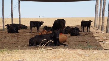 Research in the Northern Territory has shown heifers can benefit from the provision of shade when it comes to calving rates.