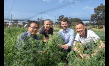  Disease warriors:  Murdoch University Professor Chengdao Li, Department of Primary Industries and Regional Development research scientist Geoff Thomas, AGT lupin breeder Matthew Aubert and CCDM project leader Lars Kamphuis are embarking on a project to enhance disease resistance in narrow leafed lupins. Photo courtesy DPIRD.