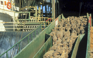 Australian election result looks likely to uphold export ban