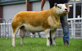 30,000gns Gladiator fights off the competition at the NSA Builth sale 