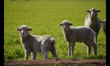  Light lambs are performing well sitting in a stronger position than a year ago. Picture Mark Saunders.