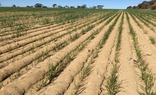  Adding clay and burying weed seed can dramatically improve soil.