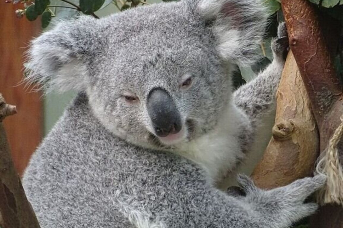 Australian wildlife cruelty is out of control