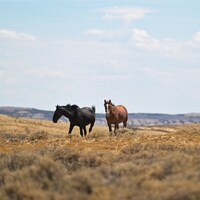There's no wild horse problem in Colorado, meat industry to blame (Opinion)