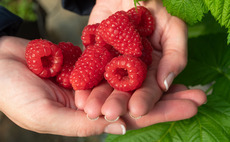 How an increased fibre focus could lift UK-grown raspberry sales