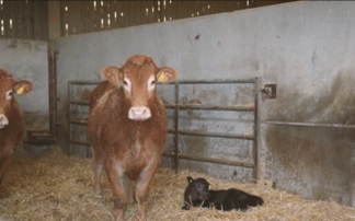 Partner Insight: How one farm uses Breedr to drive efficiency