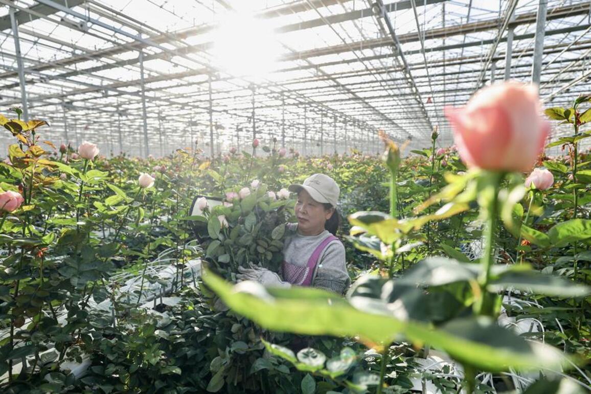 VistaNingxia | Floriculture industry booms in NW China's Yinchuan