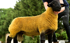 Suffolks sell to 23,000gns at national sale