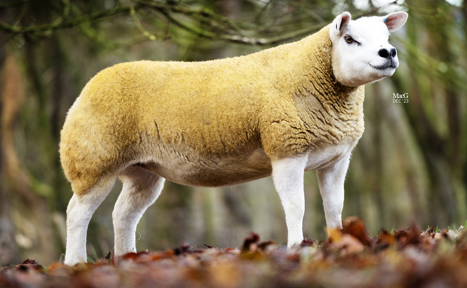 In-lamb gimmer which sold for 16,000gns