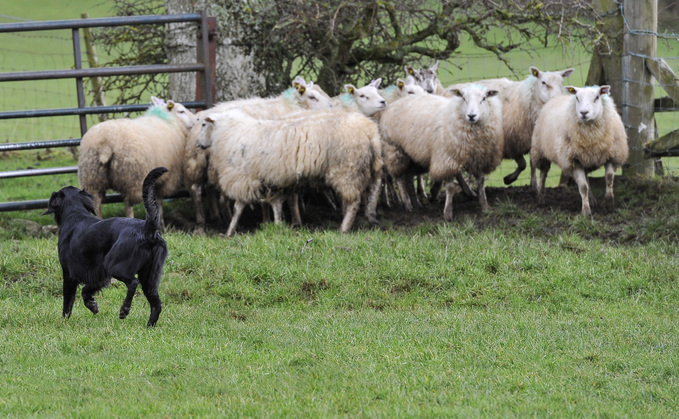 On New Year's Day, British tabloid newspaper The Sun published a video of a dog chasing and scaring a herd of cows which made light of the owner's inability to control the animal during the incident.