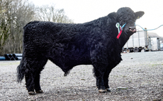 Welsh Blacks top at 8,500gns at Dolgellau