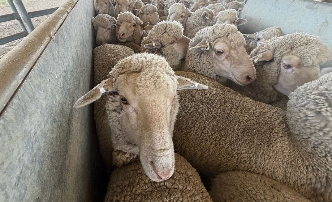 The latest national survey of sheep producers has revealed a big turnaround in confidence as producers look to rebuild flock numbers.