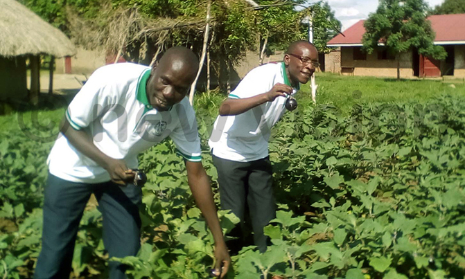 Teso farmers tipped of growing vegetables Teso farmers tipped of growing vegetables