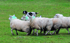 New livestock worrying legislation on the cusp of being passed into law