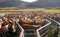Herefords fit extensive New Zealand system