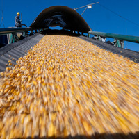 CHINA-HEILONGJIANG-GRAIN TRANSPORTATION (CN)