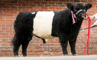 Bombay turns up the heat to 18,000gns at Castle Douglas Belted Galloway sale