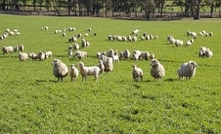 Farmer confidence extends to the Kiwis