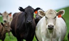 Bovine appeasing substance, a synthetic version of a pheromone naturally released from a cow’s udder during lactation, reduces blood cortisol concentrations in cattle.