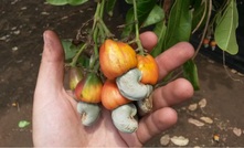 Cashews growing at the Lindi Jumbo project area