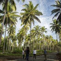 Chinese investment boosts Indonesia's coconut downstream industry