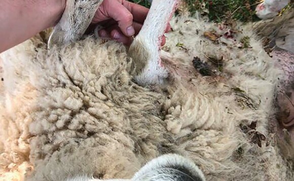 Sheep left severely injured after courier hit and run incident