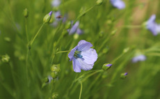 New nature-friendly flax seeks to boost Scottish linen revival