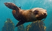 A sea lion wanders in a kelp garden. Photo: Right Camerman / Shutterstock