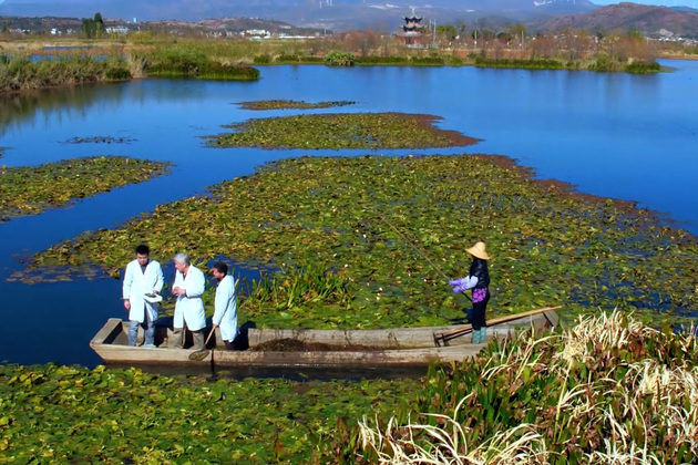 ChineseToday | Professor witnesses ottelia acuminata bloom again in Erhai Lake, SW China
