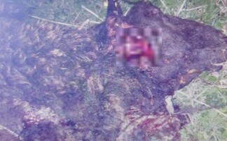 Police investigating death of sheep on day new livestock worrying legislation came into effect