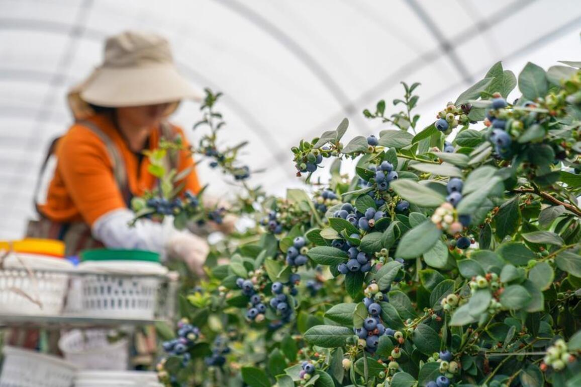 China's blueberry industry embraces dual growth strategy for high-quality development