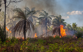 Top supermarkets urge producers to stand by under fire Amazon Soy Moratorium