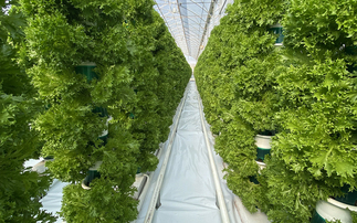 How a high-tech farm is helping the UK take back control of food supply