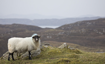 First bluetongue case found in South-West Scotland 