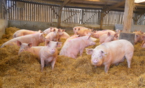 NPA calls on supply chain to back under-pressure independent pig farmers
