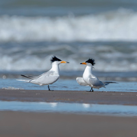 Wetland monitoring helps transform a migratory stopover