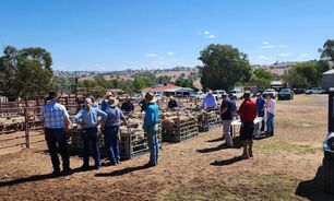 A number of field days have been run at Producer Demonstration Sites as part of a ewe lamb joining project, including this one at Kambah Poll Merinos, Jugiong, New South Wales (near Harden) in March. 