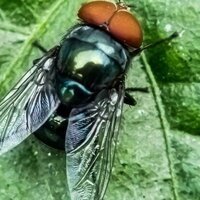 Texas cattle ranchers wary of New World Screwworm infestation  